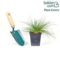 Echter Schaf-Schwingel