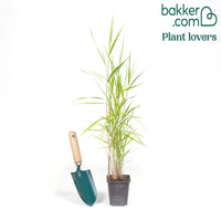 Gewöhnliches Schilfrohr