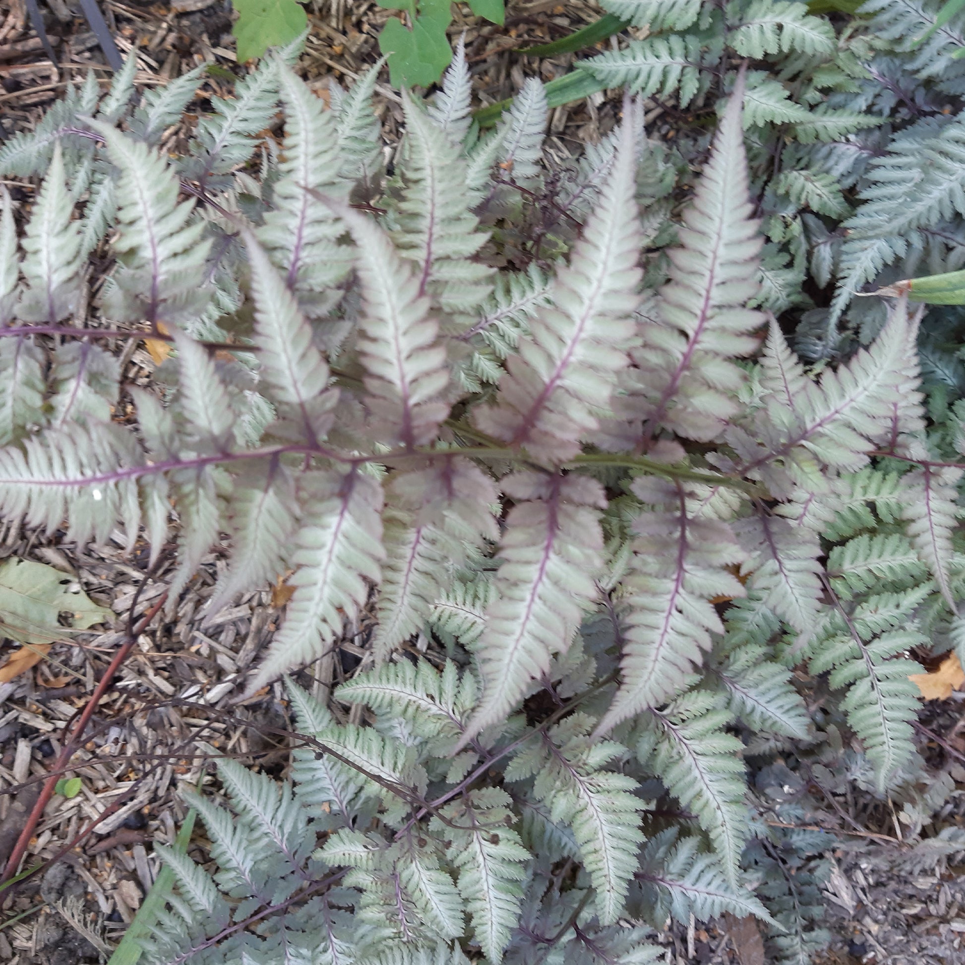 Japanischer Regenbogenfarn Metallicum - Athyrium niponicum var. pictum (metallicum) - Gartenpflanzen