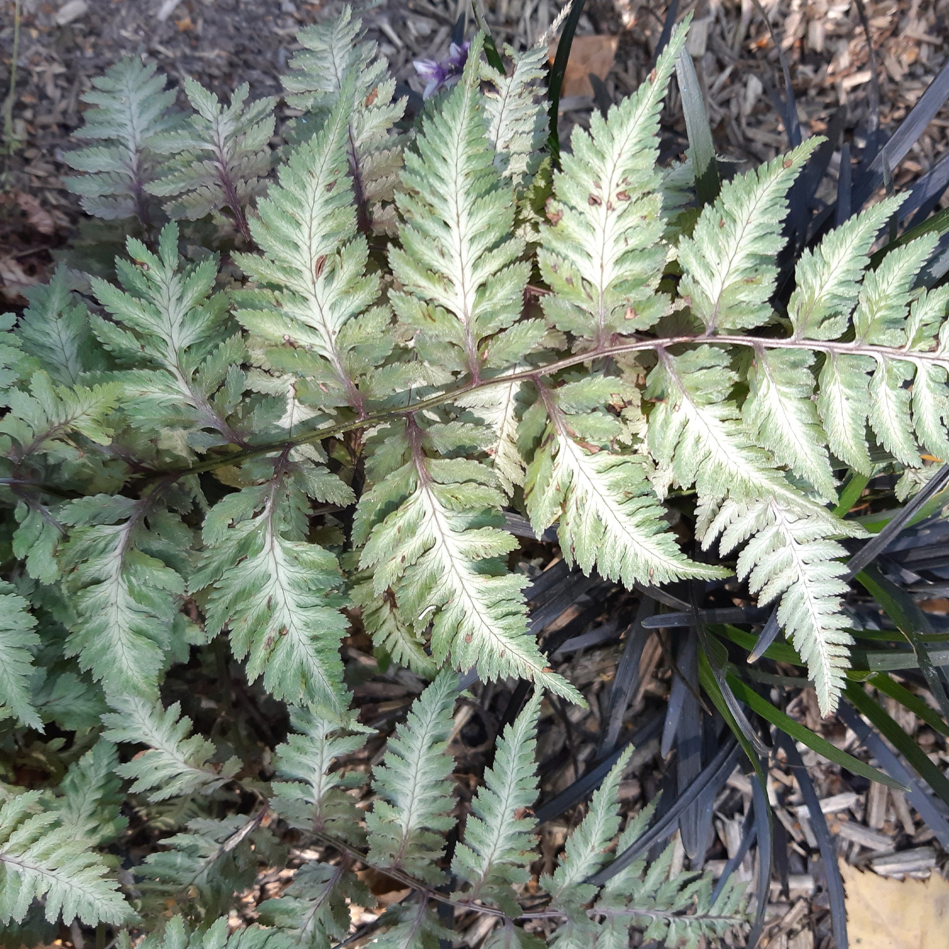 Japanischer Regenbogenfarn Metallicum - Athyrium niponicum var. pictum (metallicum) - Gartenpflanzen