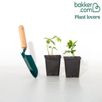 Christrose Double White Spotted (x2)