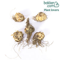 Asiatische Lilie 'Blacklist' (x5)