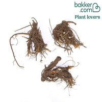 Storchschnabel Southcombe Double (x3)