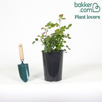 Rose 'Leonardo da Vinci'