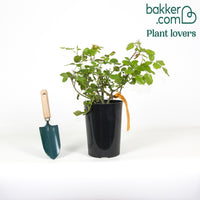 Floribunda-Rose Red Leonardo da Vinci ® Meiangele