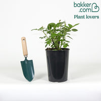 Beetrose 'Arthur Bell'