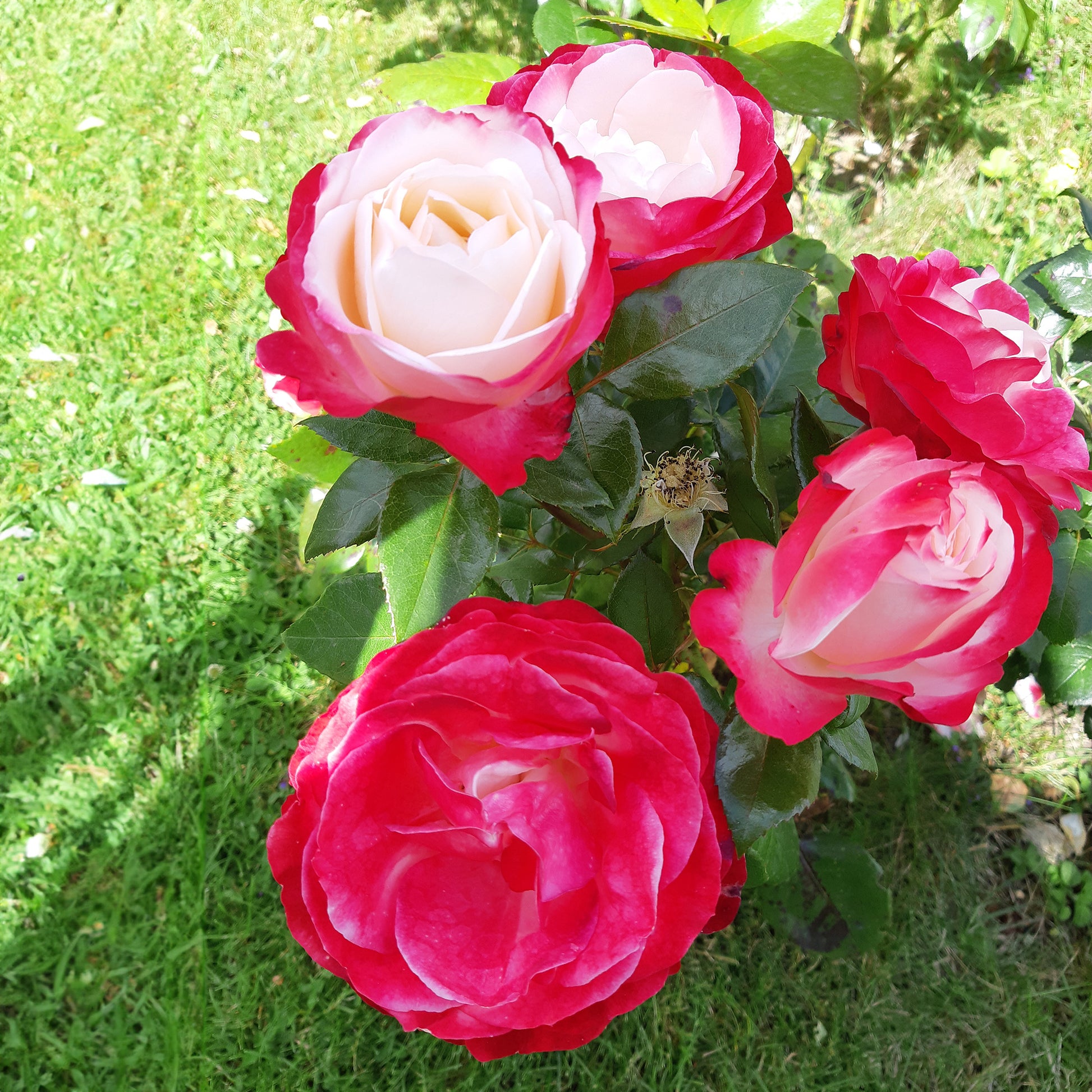 Edelrose 'Nostalgie' - Rosa nostalgie ® - Pflanzensorten