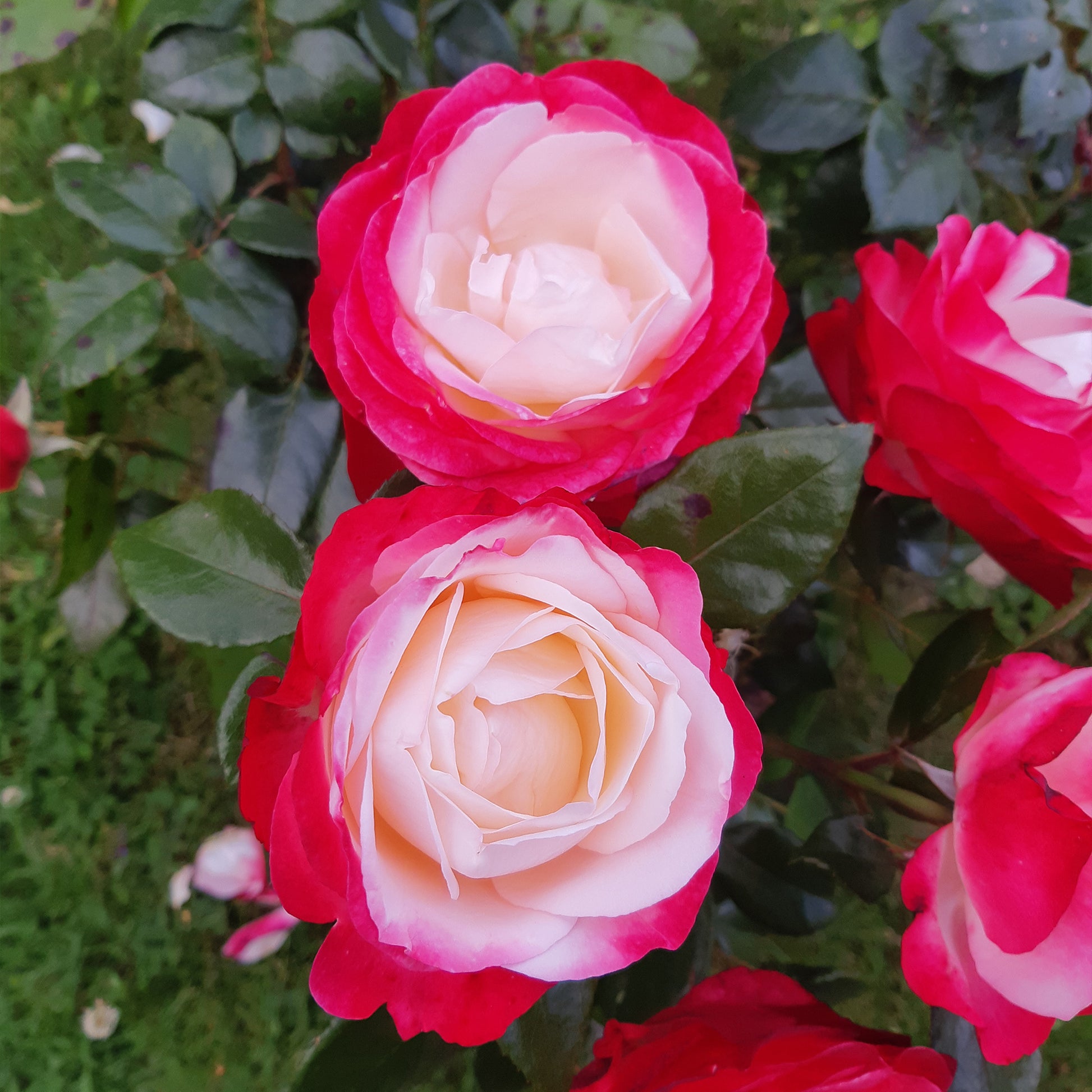 Edelrose 'Nostalgie' - Rosa nostalgie ® - Pflanzensorten