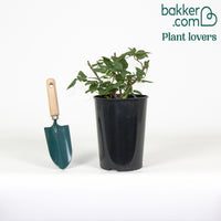 Rose Queen Elisabeth