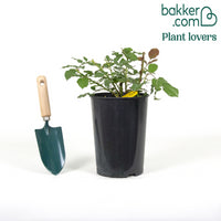 Strauchrose Westerland