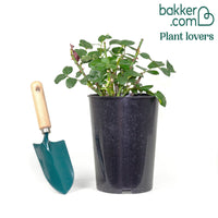 Kletterrose Rosa 'Santana' rot