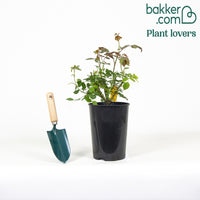 Kletterrose Golden Gate ® Korgolgat