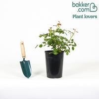 Bodendeckerrosen Mirato ®