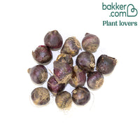 Sibirischer Blaustern