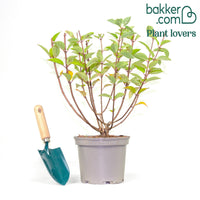 Rispenhortensie Sundae Fraise® Rensun