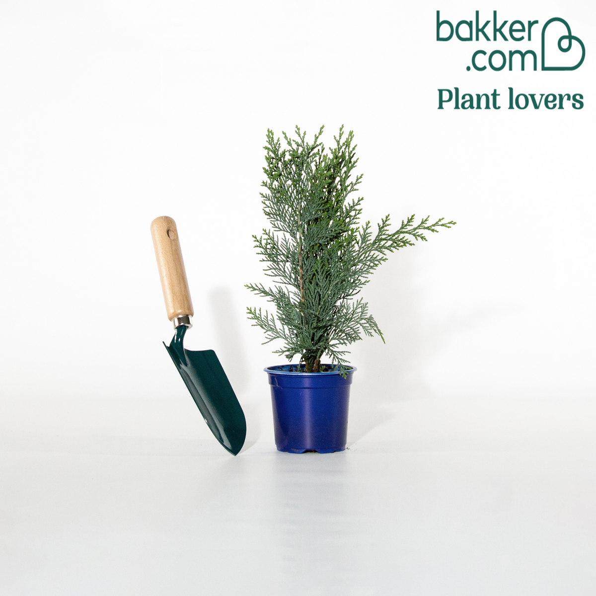 Blaue Scheinzypresse 'Columnaris' - Chamaecyparis lawsonia columnaris