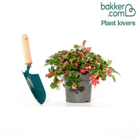 Gaultheria procumbens 'Big Berry'