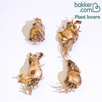 Amarine Belladiva Aphrodite (x4)