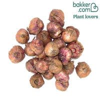 Gladiolen Merlot Ice (x25)