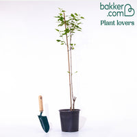 Feuerahorn - Acer ginnala - Pflanzenarten