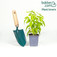 Orangenblume Sundance Lich