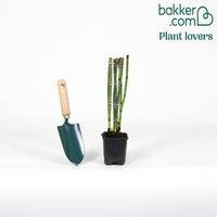 Japanische Ackerschachtelhalm