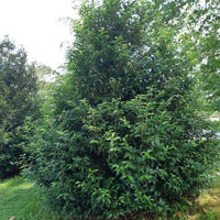 Prunus lusitanica - Portugiesischer Kirschlorbeer - Lorbeerbäume - Laurus Nobilis