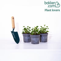 Geranie 'Mosquitaway Lizzy' (x3) - Pelargonium crispum lizzy