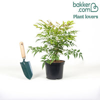 Heiliger Bambus Gulf Stream