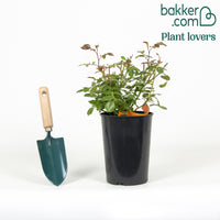 Beetrose Bonica 82®