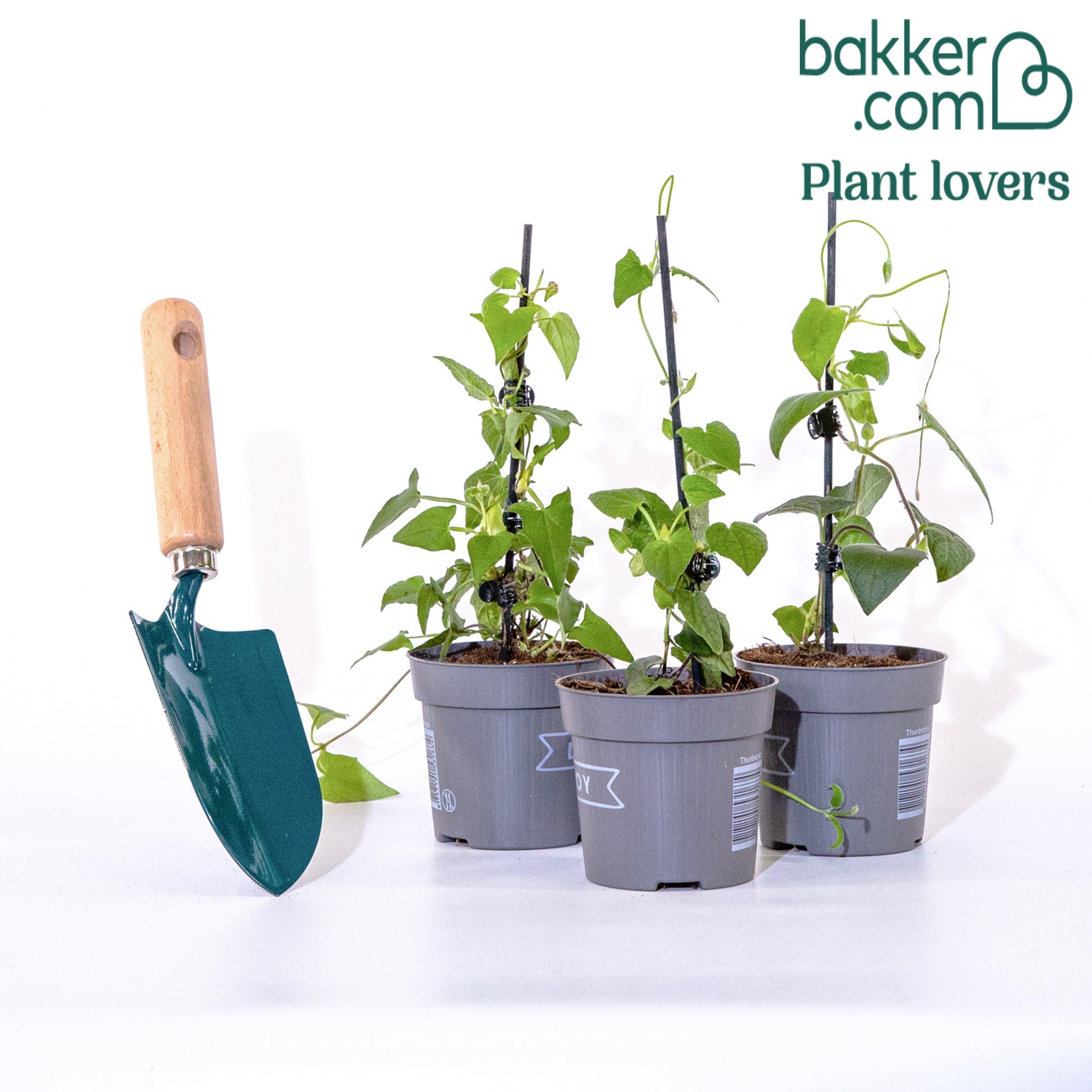 TopPacific Ölgemälde 9336, Gelbe Und Schwarzäugige Susan-Blumenblumen