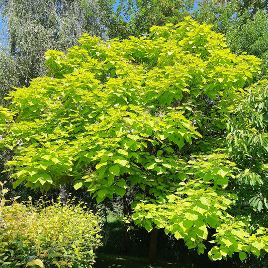 Gelbe Trompetenbaum - Catalpa bignonioides aurea - Gartenpflanzen