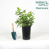 Historische Rose Ferdinand Pichard (Bourbon)