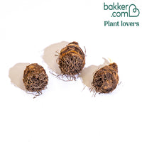 Gewellte Schopflilie (x3)