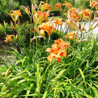 Gefüllte Fackellilie Flore Pleno - Hemerocallis fulva flore pleno - Bakker