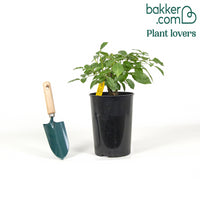 Kletterrose Climbing Iceberg