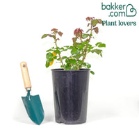 Kletterrose 'Ozeana'