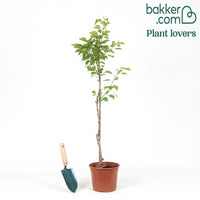 Aprikosenbaum Bergeron