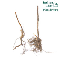 Remontant Himbeere Heritage