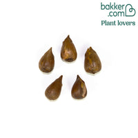 Oxalis Double Trouble (x5)