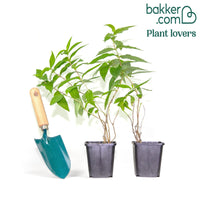 Amerikanische Weigelie Butterfly (x2)