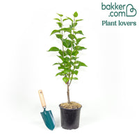 Doppelter roter Flieder