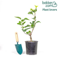 Flieder Beauty of Moscow