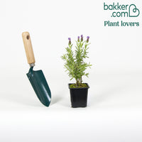 Schopflavendel MAGICAL® POSY PURPLE