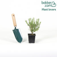 Schopflavendel MAGICAL® POSY PINK