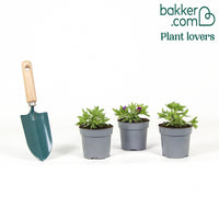 Zauberglöckchen Good Night Kiss (x3)