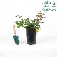 Kletterrose Florentina ®