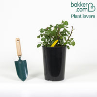 Strauchrose Grande Amore ®