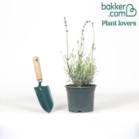 Echter Lavendel 'Hidcote'