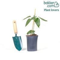 Immergrüne Waldrebe